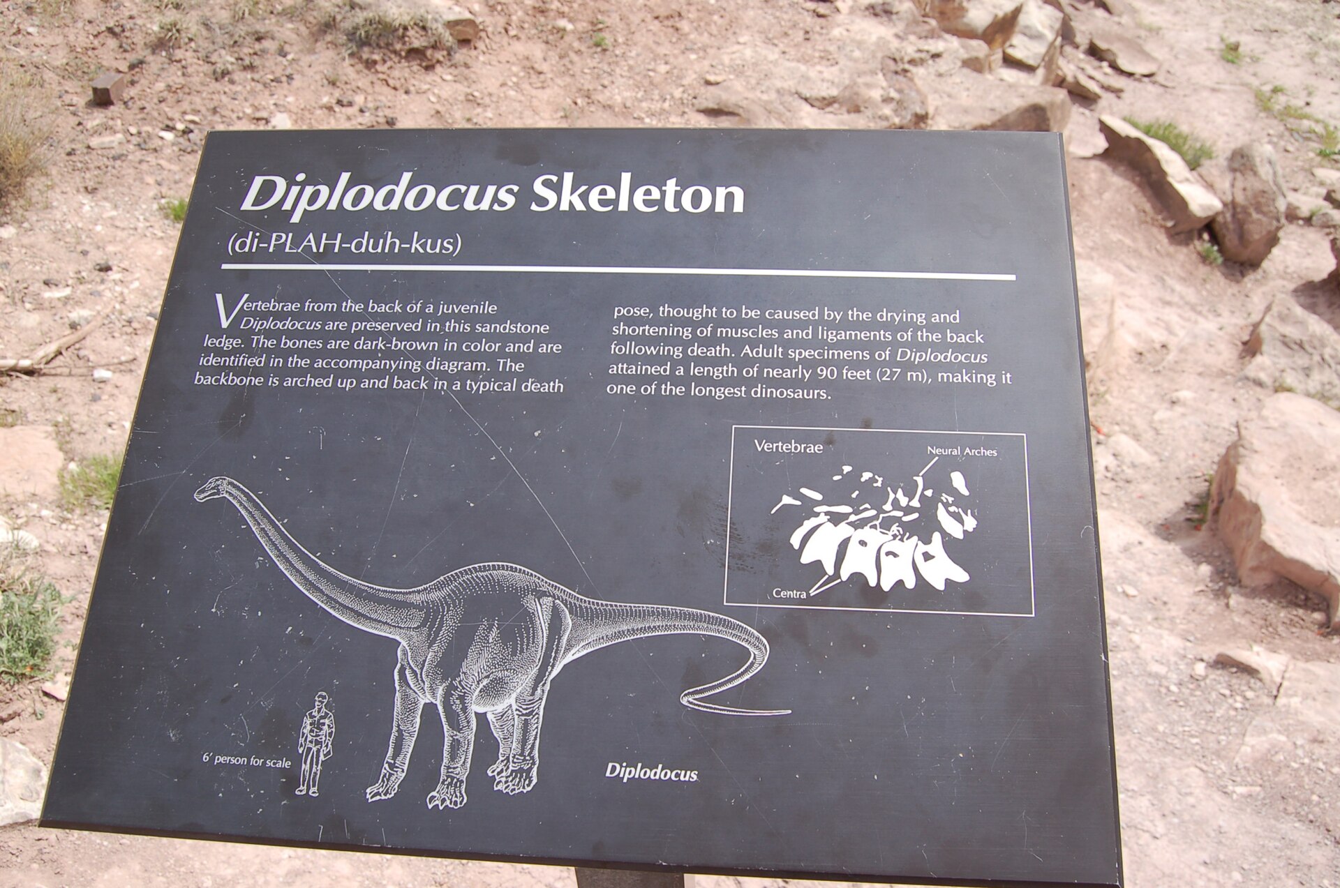 Panel informativo con el dibujo de un dinosaurio de cuello largo, una escala humana y un esquema de vértebras.