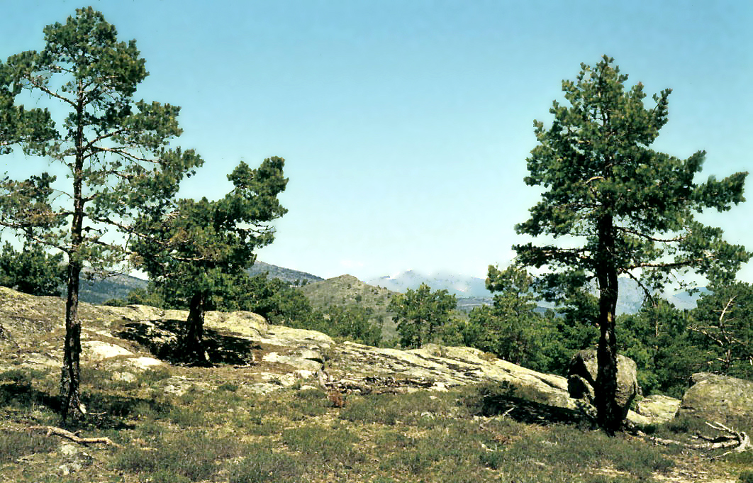 Paisaje montañoso con pinos, rocas y laderas al fondo.