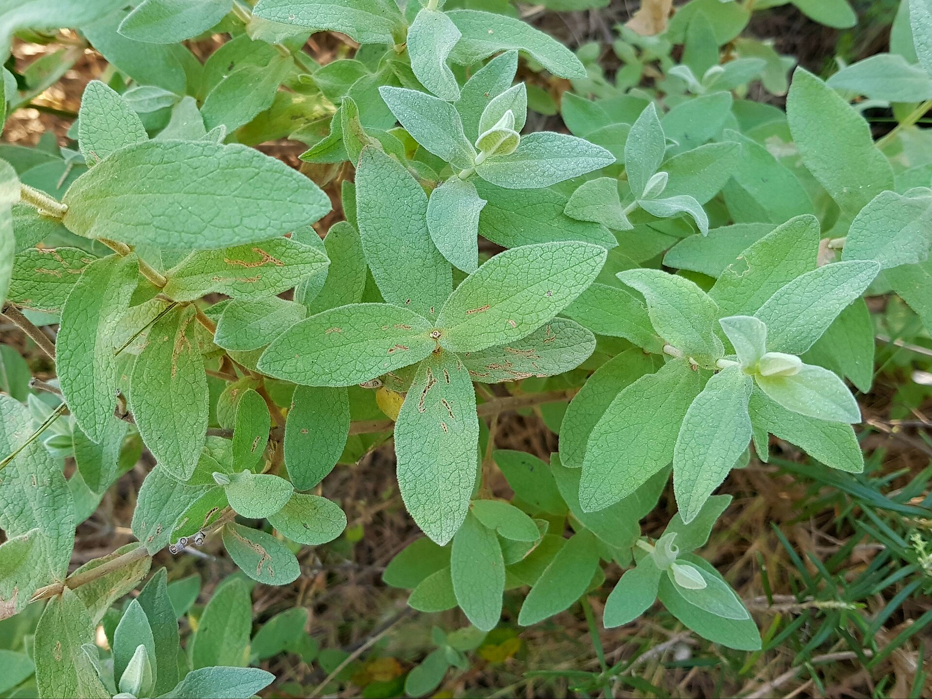 Primer plano de hojas verdes de distintas formas.